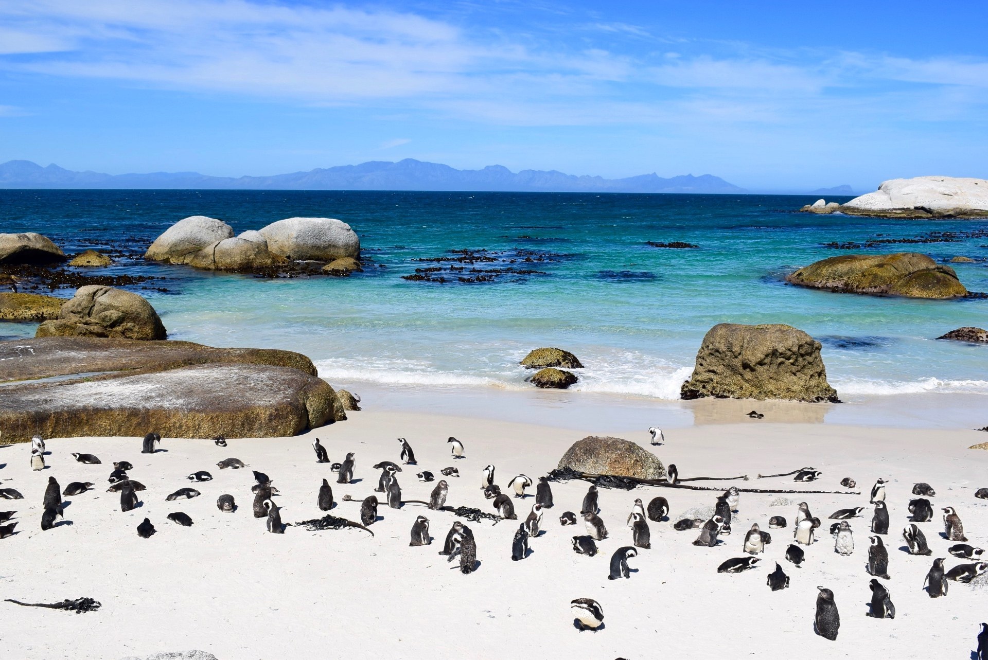 Pingvinkoloni på Boulders Beach