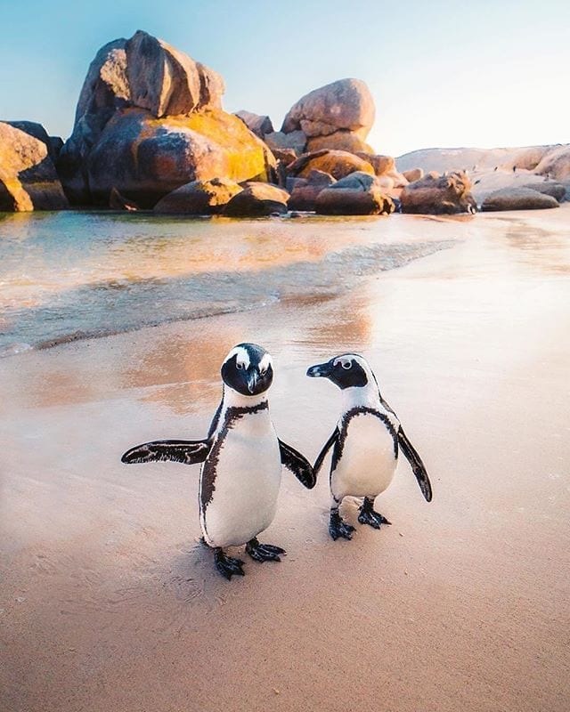 To pingviner på Boulders Beach